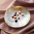 Button Pearl Oyster